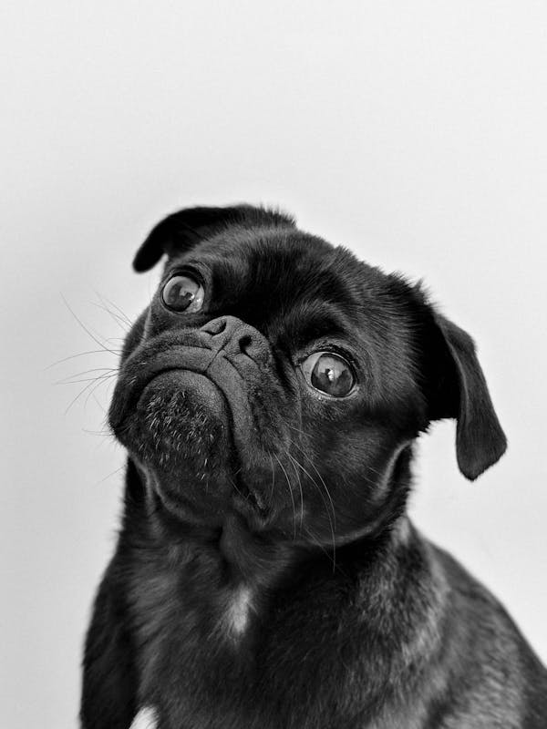 pet insurance guide