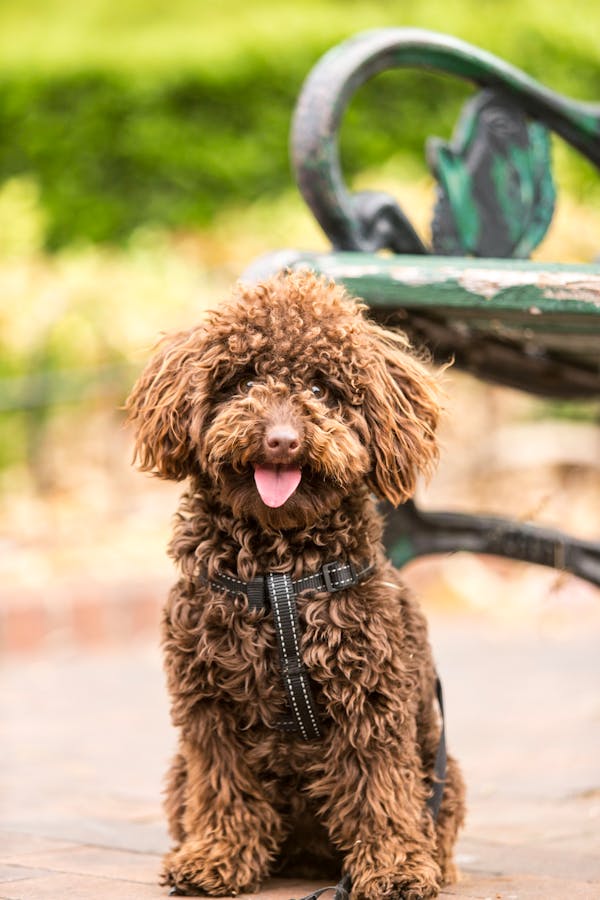 pet insurance guide