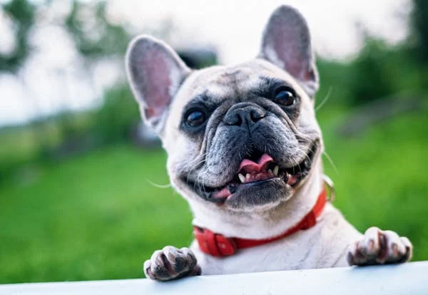 Pet Insurance
